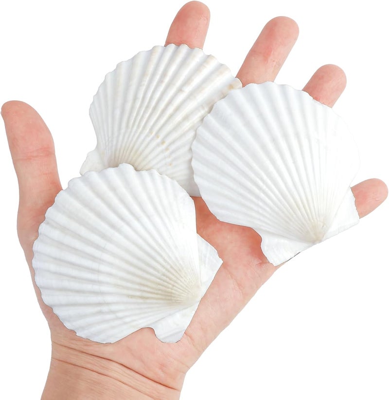 Mkobon 10 PCS Natural Scallop Shells for Crafts, 3 Inch White Seashell Decor for Home, Sea Shells for Decorating, DIY, Painting, Baking, Beach Wedding Decorations - Image 3